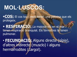 MOL·LUSCOS: COS:  El cos tou i molt tenen una petxina que els protegeix. RESPIRACIÓ:  La majoria viu en el mar i tenen respiració branquial. Els terrestres la tenen pulmonar. FECUNDACIÓ:  Alguns directe (sípia), d’altres indirecte (musclo) i alguns hermafrodites (cargol). 