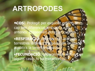 ARTROPODES cos:   Protegit per esquelet extern, amb cap ben diferenciat amb boca, ulls i antenes. Posseeixen potes articulades. RESPIRACIÓ:  Els   insectes i aràcnids terrestres la tenen traqueal i els crustacis aquàtics la tenen branquial. FECUNDACIÓ:  Generalment interna i en alguns casos hi ha metamorfosi. 