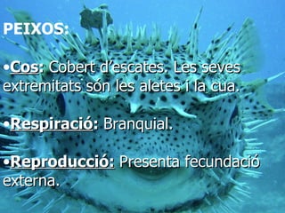 PEIXOS Cos : Cobert d’escates. Les seves extremitats són les aletes i la cua. Respiració : Branquial. Reproducció:  Presenta fecundació externa. Cos :  Cobert d’escates. Les seves extremitats són les aletes i la cua. Respiració :  Branquial. Reproducció:   Presenta fecundació externa. PEIXOS: 