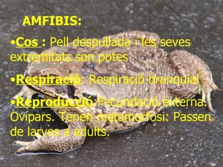 AMFIBIS: Cos  :  Pell despullada i les seves extremitats son potes  Respiració : Respiració branquial   Reproducció :Fecundació externa. Ovípars. Tenen metamorfosi: Passen de larves a adults. 