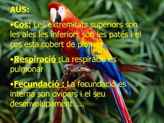 AUS: Cos:  Les extremitats superiors son les ales les inferiors son les patés i el cos esta cobert de plomes  Respiració : La respiració es pulmonar Fecundació :  La fecundació es interna son ovípars i el seu desenvolupament .... 