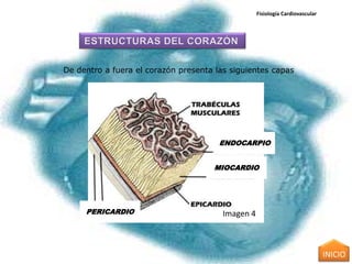 Fisiología Cardiovascular




De dentro a fuera el corazón presenta las siguientes capas




                                       ENDOCARPIO


                                     MIOCARDIO




     PERICARDIO                         Imagen 4



                                                                               INICIO
 