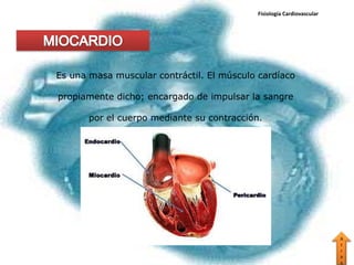 Fisiología Cardiovascular




Es una masa muscular contráctil. El músculo cardíaco

propiamente dicho; encargado de impulsar la sangre

       por el cuerpo mediante su contracción.




                                                                        A
                                                                        t
                                                                        r
                                                                        a
                                                                        s
 