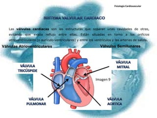 Fisiología Cardiovascular




   Las válvulas cardíacas son las estructuras que separan unas cavidades de otras,
   evitando que exista reflujo entre ellas. Están situadas en torno a los orificios
   atrioventriculares (o aurículo-ventriculares) y entre los ventrículos y las arterias de salida.

Válvulas Atrioventriculares                                      Válvulas Semilunares




                                                              Imagen 9
 