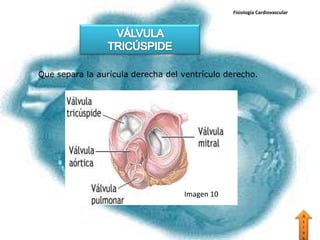 Fisiología Cardiovascular




Que separa la aurícula derecha del ventrículo derecho.




                                   Imagen 10

                                                                           A
                                                                           t
                                                                           r
                                                                           a
                                                                           s
 