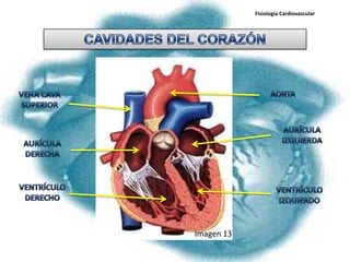 Fisiología Cardiovascular




Imagen 13
 