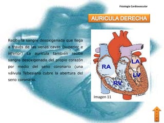 Fisiología Cardiovascular




Recibe la sangre desoxigenada que llega
a través de las venas cavas (superior e
inferior)   La   aurícula   también   recibe
sangre desoxigenada del propio corazón
por medio del seno coronario (una
válvula Tebesiana cubre la abertura del
seno coronario.



                                               Imagen 11

                                                                                       A
                                                                                       t
                                                                                       r
                                                                                       a
                                                                                       s
 