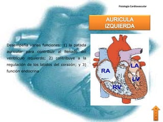 Fisiología Cardiovascular




Desempeña varias funciones: 1) la patada
auricular para contribuir al llenado del
ventrículo izquierdo; 2) contribuye a la
regulación de los latidos del corazón; y 3)
función endocrina




                                                                          A
                                                                          t
                                                                          r
                                                                          a
                                                                          s
 