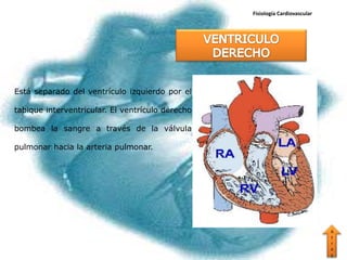 Fisiología Cardiovascular




Está separado del ventrículo izquierdo por el

tabique interventricular. El ventrículo derecho

bombea la sangre a través de la válvula

pulmonar hacia la arteria pulmonar.




                                                                              A
                                                                              t
                                                                              r
                                                                              a
                                                                              s
 