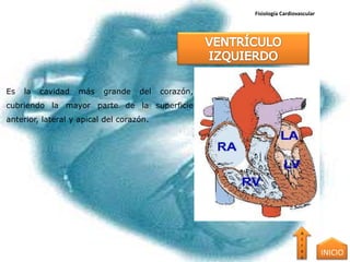 Fisiología Cardiovascular




Es   la   cavidad   más   grande    del   corazón,
cubriendo la mayor parte de la superficie
anterior, lateral y apical del corazón.




                                                                        A
                                                                        t
                                                                        r
                                                                        a
                                                                        s
                                                                                 INICIO
 
