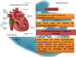 Fisiología Cardiovascular




                     El haz de His


            Consistente en un fino cordón de
            naturaleza muscular,

            Que forma parte del               sistema        de
            conducción del corazón


                Las fibras de Purkinje (o tejido de
                             Purkinje)


Imagen 15   Estas fibras son fibras especializadas
            miocardiales que conducen un estímulo o
            impulso eléctrico que interviene en el
            impulso nervioso del corazón haciendo
            que éste se contraiga de forma
            coordinada.
 