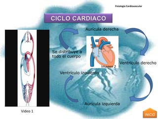Fisiología Cardiovascular




                            Aurícula derecha




          Se distribuye a
          todo el cuerpo
                                               Ventrículo derecho
                                    Imagen 2
             Ventrículo izquierdo




                            Aurícula izquierda
Video 1
                                                                       INICIO
 