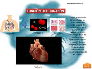 Fisiología Cardiovascular




           FUNCIÓN DEL CORAZÓN
                                       Sangre que sale del
                                        corazón llega a los
                                         pulmones donde
                                        recibe oxígeno del
                                       aire que entra a los
                                           pulmones. Sin
              Imagen 7                  oxígeno las células
Imagen 6                 Imagen 8      del cuerpo dejan de
                                           funcionar. Con
                                      insuficiencia cardíaca
                                        el corazón no surte
                                       sangre con bastante
                                         fuerza causando
                                          síntomas hasta
                                      cuando el cuerpo está
                                             en reposo.




              Video 3                                           INICIO
 