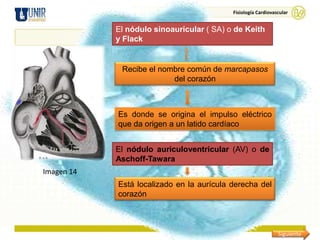 Fisiología Cardiovascular


            El nódulo sinoauricular ( SA) o de Keith
            y Flack


             Recibe el nombre común de marcapasos
                          del corazón



            Es donde se origina el impulso eléctrico
            que da origen a un latido cardíaco


            El nódulo auriculoventricular (AV) o de
            Aschoff-Tawara
Imagen 14
            Está localizado en la aurícula derecha del
            corazón



                                                               Siguiente
 