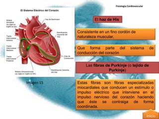 Fisiología Cardiovascular




                     El haz de His


            Consistente en un fino cordón de
            naturaleza muscular,

            Que forma parte del               sistema         de
            conducción del corazón


                Las fibras de Purkinje (o tejido de
                             Purkinje)


Imagen 15   Estas fibras son fibras especializadas
            miocardiales que conducen un estímulo o
            impulso eléctrico que interviene en el
            impulso nervioso del corazón haciendo
            que éste se contraiga de forma
            coordinada.

                                                             Inicio
 