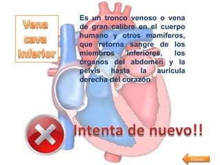 Es un tronco venoso o vena
de gran calibre en el cuerpo
humano y otros mamíferos,
que retorna sangre de los
miembros     inferiores, los
órganos del abdomen y la
pelvis hasta la aurícula
derecha del corazón




                               Volver
 