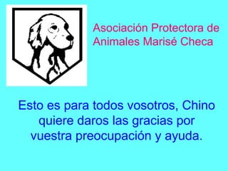 Esto es para todos vosotros, Chino
quiere daros las gracias por
vuestra preocupación y ayuda.
Asociación Protectora de
Animales Marisé Checa
 