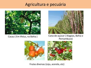 Agricultura e pecuária
Cacau ( Em Ilhéus, na Bahia )
Frutas diversas (caju, acerola, etc)
Cana-de-açúcar ( Alagoas, Bahia e
Pernambuco)
 