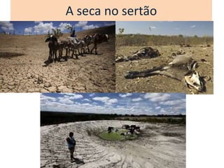 A seca no sertão
 
