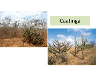 Caatinga
 