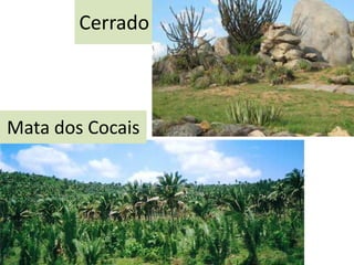 Cerrado
Mata dos Cocais
 