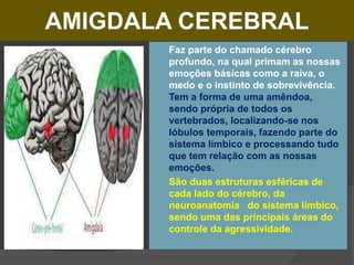 AMIGDALA CEREBRAL
 Faz parte do chamado cérebro
profundo, na qual primam as nossas
emoções básicas como a raiva, o
medo e o instinto de sobrevivência.
Tem a forma de uma amêndoa,
sendo própria de todos os
vertebrados, localizando-se nos
lóbulos temporais, fazendo parte do
sistema límbico e processando tudo
que tem relação com as nossas
emoções.
 São duas estruturas esféricas de
cada lado do cérebro, da
neuroanatomia do sistema límbico,
sendo uma das principais áreas do
controle da agressividade.
 