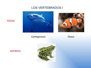 LOS VERTEBRADOS I PECES  Cartilaginosos Óseos ANFIBIOS 