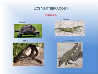 LOS VERTEBRADOS II LOS VERTEBRADOS I REPTILES Quelonios Saurios Ofidios Cocodrilianos 