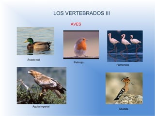 LOS VERTEBRADOS III LOS VERTEBRADOS I AVES Ánade real Petirrojo Flamencos Águila imperial  Ábubilla 