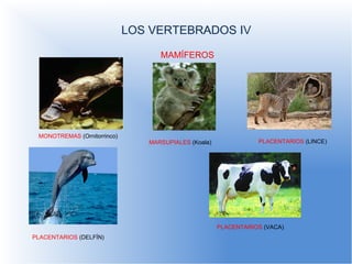 LOS VERTEBRADOS IV LOS VERTEBRADOS I MAMÍFEROS MONOTREMAS  (Ornitorrinco) MARSUPIALES  (Koala) PLACENTARIOS  (LINCE) PLACENTARIOS  (DELFÍN) PLACENTARIOS  (VACA) 