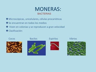 MONERAS: Microscópicas, unicelulares, células procarióticas Se encuentran en todos los medios  Viven en colonias y se reproducen a gran velocidad Clasificación: Cocos   Bacilos   Espirilos     Vibrios BACTERIAS 