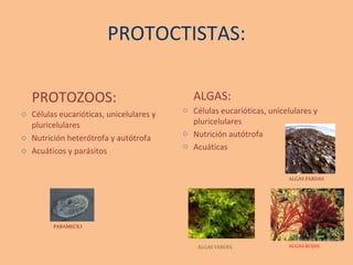 PROTOCTISTAS: PROTOZOOS: Células eucarióticas, unicelulares y pluricelulares Nutrición heterótrofa y autótrofa Acuáticos y parásitos PARAMECIO ALGAS: Células eucarióticas, unicelulares y pluricelulares Nutrición autótrofa Acuáticas ALGAS PARDAS ALGAS ROJAS ALGAS VERDES 