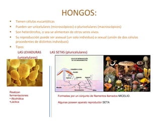 HONGOS: Tienen células eucarióticas  Pueden ser unicelulares (microscópicos) o pluricelulares (macroscópicos) Son heterótrofos, o sea se alimentan de otros seres vivos Su reproducción puede ser asexual (un solo individuo) o sexual (unión de dos células procedentes de distintos individuos) Tipos: LAS LEVADURAS  LAS SETAS (pluricelulares) (unicelulares)   Realizan fermentaciones: Alcohólica Láctica Formadas por un conjunto de filamentos llamados  MICELIO. Algunas poseen aparato reproductor  SETA 
