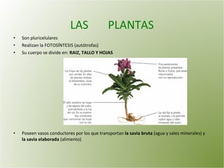 LAS  PLANTAS Son pluricelulares Realizan la FOTOSÍNTESIS (autótrofas) Su cuerpo se divide en:  RAIZ, TALLO Y HOJAS Poseen vasos conductores por los que transportan  la savia bruta  (agua y sales minerales) y  la savia elaborada  (alimento) 