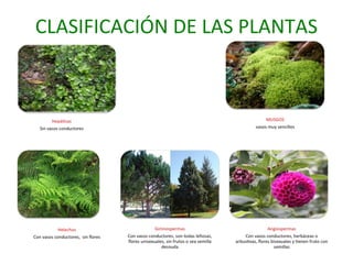 CLASIFICACIÓN DE LAS PLANTAS 