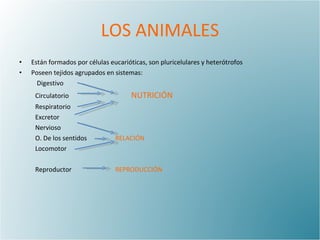 LOS ANIMALES Están formados por células eucarióticas, son pluricelulares y heterótrofos Poseen tejidos agrupados en sistemas:   Digestivo Circulatorio NUTRICIÓN Respiratorio Excretor Nervioso O. De los sentidos RELACIÓN Locomotor Reproductor REPRODUCCIÓN 