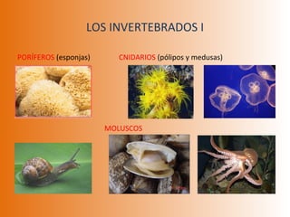 LOS INVERTEBRADOS I PORÍFEROS  (esponjas) CNIDARIOS  (pólipos y medusas) MOLUSCOS 
