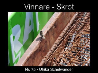 Vinnare - Skrot
Nr. 75 - Ulrika Schelwander
 