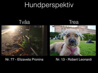 Hundperspektiv
Nr. 77 - Elizaveta Pronina
Tvåa Trea
Nr. 13 - Robert Leonardi
 