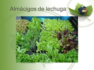 Almácigos de lechuga
 