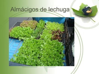 Almácigos de lechuga
 