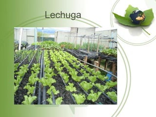 Lechuga
 