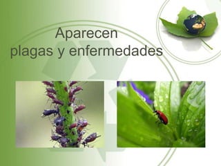 Aparecen
plagas y enfermedades
 