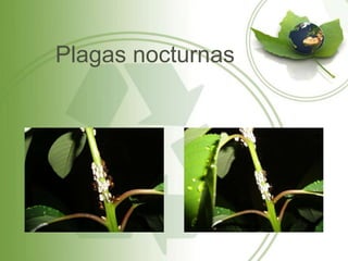 Plagas nocturnas
 