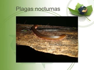 Plagas nocturnas
 