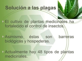 Solución a las plagas

El cultivo de plantas medicinales ha
fortalecido el control de insectos.

Asimismo      éstas  son    barreras
biológicas y hospederas.

Actualmente hay 48 tipos de plantas
medicinales.
 