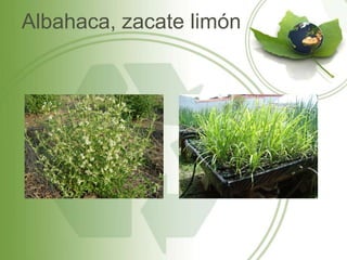 Albahaca, zacate limón
 