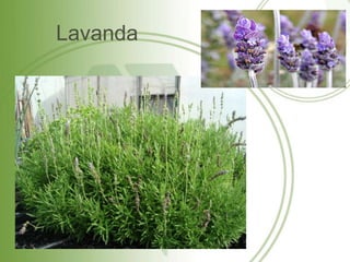 Lavanda
 