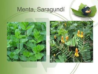 Menta, Saragundí
 