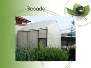 Secador
 
